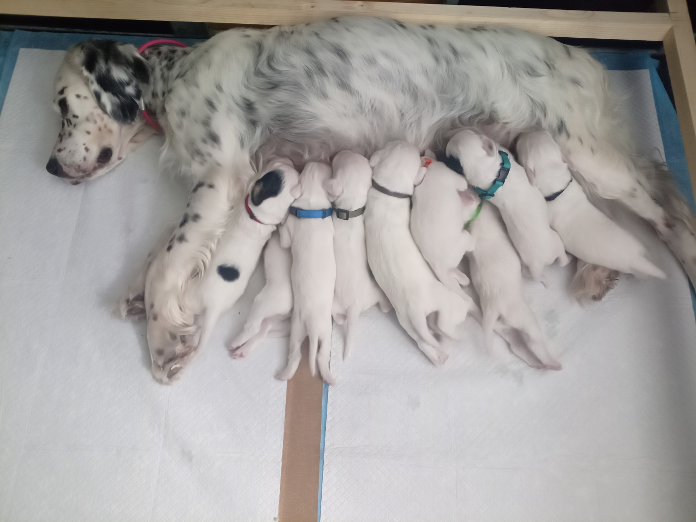 Chiot Setter Anglais Du Gué De La Rivière