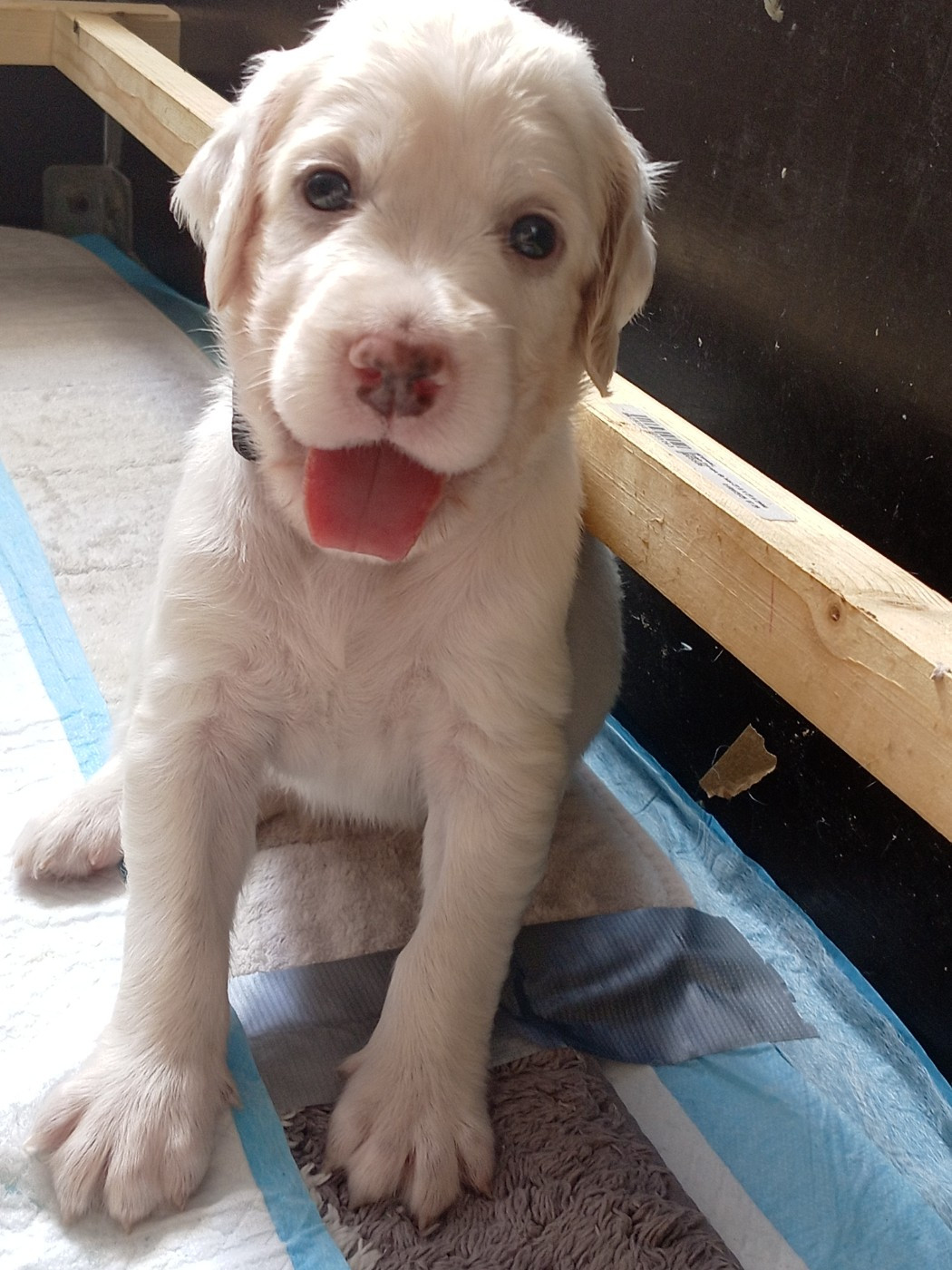 Du Gué De La Rivière - Chiots disponibles - Setter Anglais