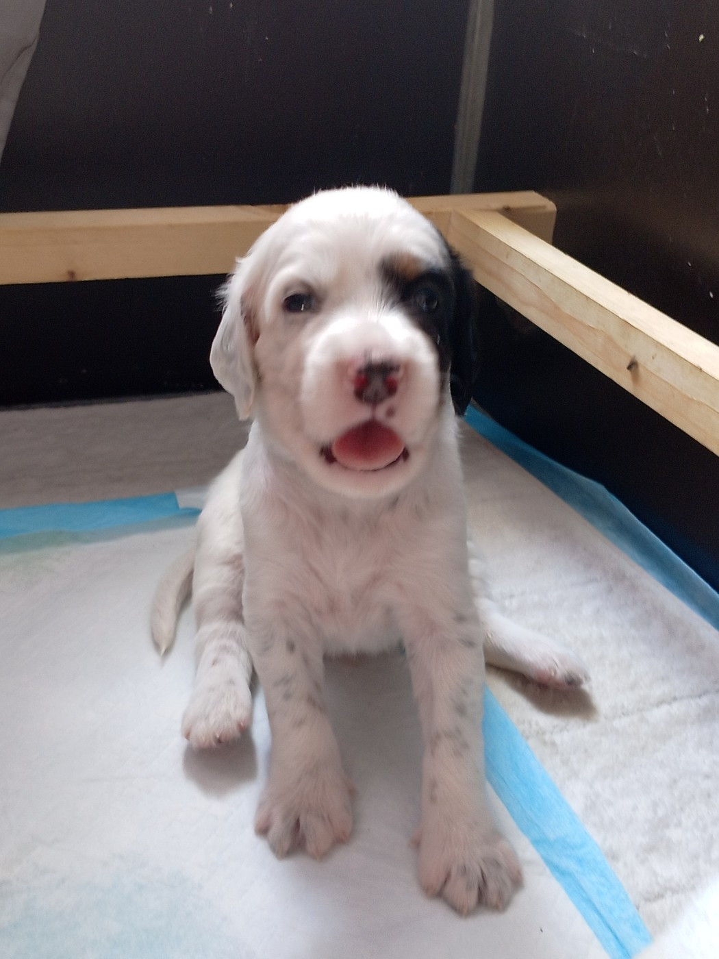 Du Gué De La Rivière - Chiots disponibles - Setter Anglais