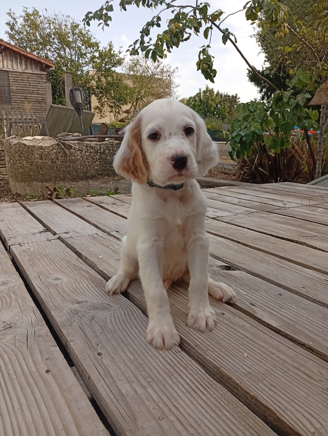 Du Gué De La Rivière - Chiots disponibles - Setter Anglais